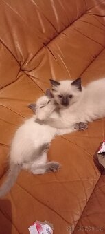 Ragdoll koťata - 2