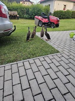 3 kačeři - 2