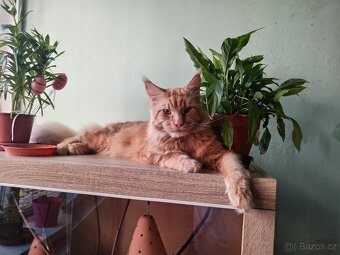 Kocourek ke kryti - 2