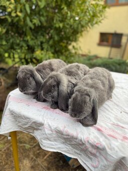 🐇 Čistí modří berani – samci i samice k odběru 🐇 - 2