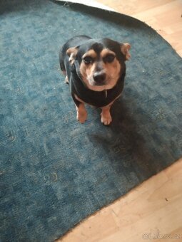 Křížení čivava - 2