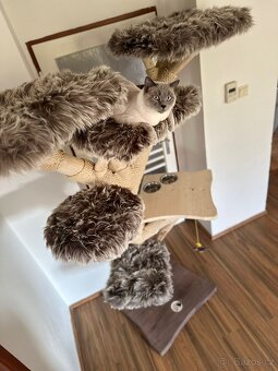 Luxusní kočičí strom - 2