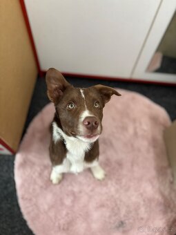 Pejsek border kolie SPĚCHÁ - 2