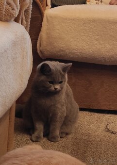 Britská koťata britské kotě - 2