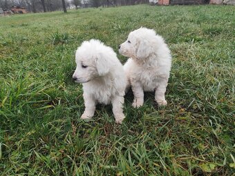 Slovenský čuvač bez PP - 2