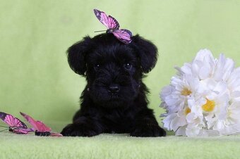 Knírač malý černý s PP - 2