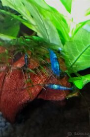 Krevetky Davidi Blue Dream, mix - 2