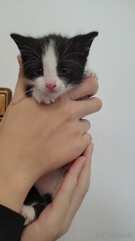 Kote - 2