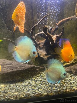 Discus (Terčovec) - 2