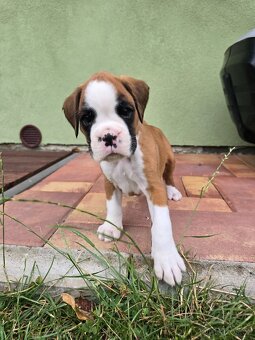 štěňátka německý boxer s PP/FCI - 2