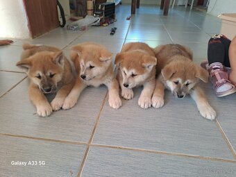 Akita Inu mám holky i kluky inz platí do smazání - 2