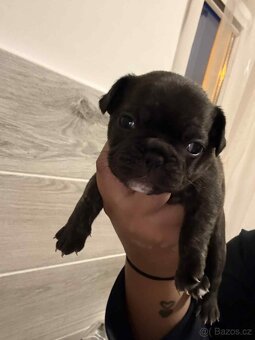 Francouzský buldoček - 2
