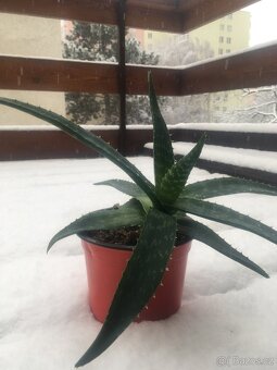 Aloe vera pravá - 2