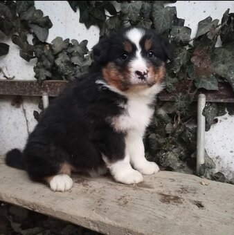 Australský ovčák - 2