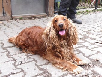 Zlatý kokršpaněl - daruji - 2