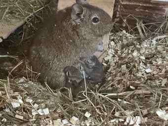 Osmák degu - 2
