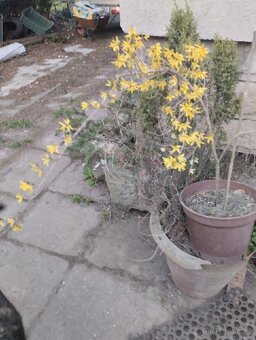 Forsytie nana - 2