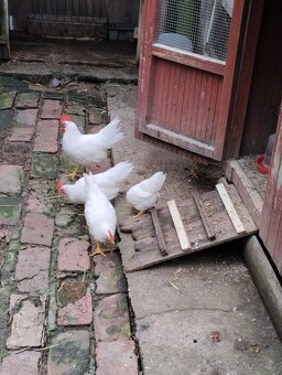 Kohouti leghorn - 2