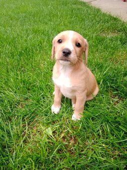 Labradorsky retrivr /retriever - 2