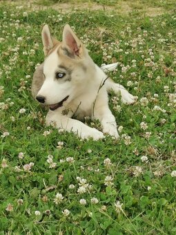 Sibiřský Husky - štěňátka - 2