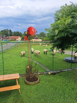 Jehně/ovce - 2