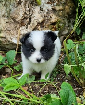Papillon/Pomeranian - 2