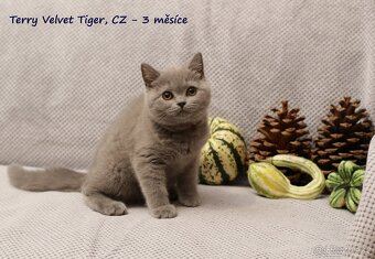 Britská modrá koťátka vrhů T + U s PP - 2