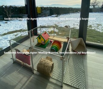 Minilop zakrslý beránek králík z chovné stanice - 2