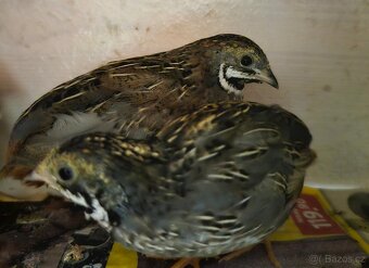 Křepelka čínská - 2