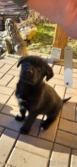 Štěně křížence - 2