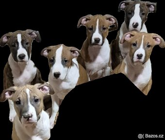 Americký stafordšírský teriér s PP - 2