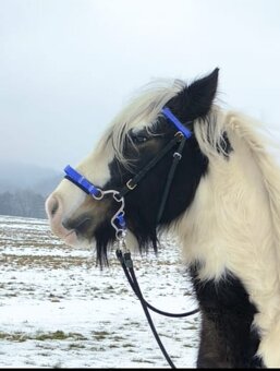 Uzdečka hackamore - 2