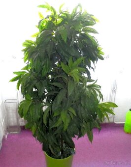 Umělý strom do bytu, hustý, velký-145 cm - 2