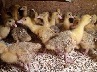 Husy, housata na výkrm - 2