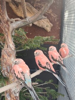 Neoféma bourek růžová - 2