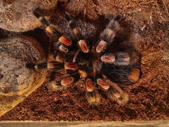 Sklípkan s teráriem - 2