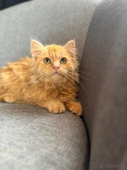 Mainská mývalí - 2