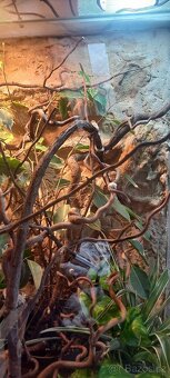Prodám terárium - 2