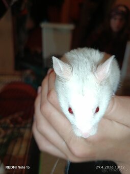 SYRSKÝ KŘEČEK - 2