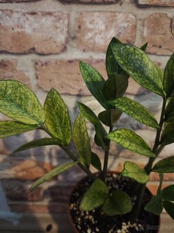 Zamioculcas chameleon - 2