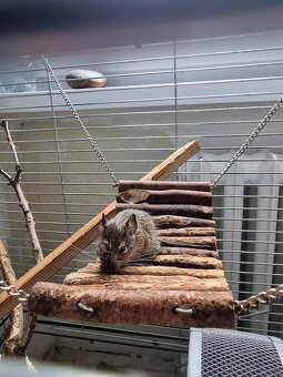 Osmák Degu - 2