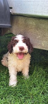 Lagotto romagnolo s PP - volný poslední pejsek- - 2