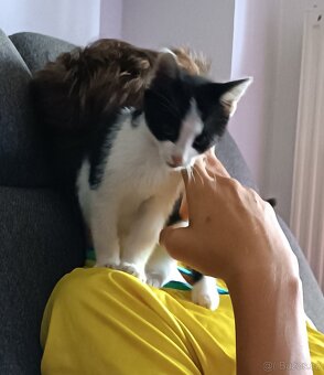 Koťátko - 2