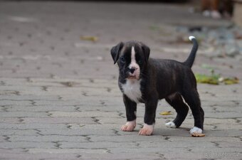 Německý boxer s PP - žíhaný pejsek - 2