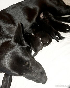 Štěňata Německý ovčák černé barvy - 2