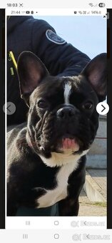 Francouzsky buldocek kryti - 2