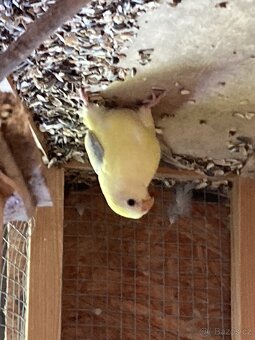 Papoušek zpěvavý - 2