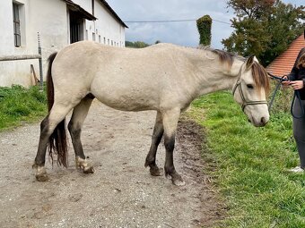 Welsh Part-Bred hřebeček po Chanel - 2