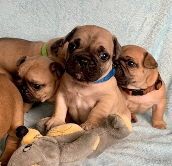 Francouzský buldoček s PP - 2