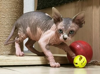 Kanadský sphynx kluk - 2